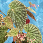 begonia chlorosticta green